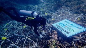 BRI Menanam Grow & Green, Aksi Nyata Dukung Pemulihan Ekosistem