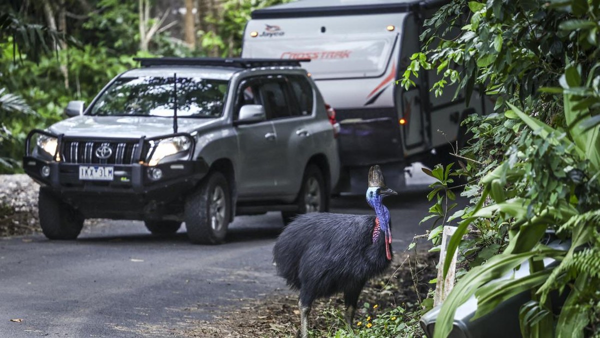 FOTO: Tatapan Pilu 'Dinosaurus Hidup yang Tersisa' di Australia