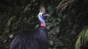 FOTO: Tatapan Pilu 'Dinosaurus Hidup yang Tersisa' di Australia