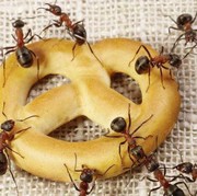 Dijamin Kabur! Ini 5 Aroma yang Dibenci Semut, Bahannya Mudah Ditemukan di Dapur