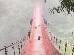Viral Kawanan Lutung Jawa Berpesta di Jembatan Situ Gunung