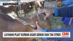 VIDEO: Layanan Pijat Kurban Agar Gemuk dan Tak Stres