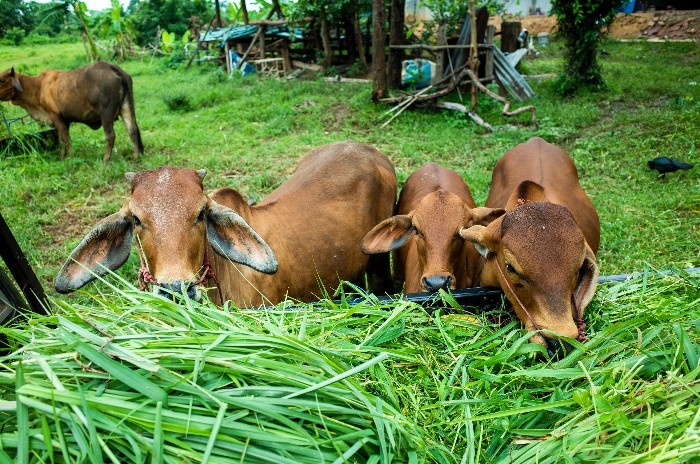 7 Trik Pilih Hewan Kurban Terbaik Buat Iduladha, Sudah Tahu?