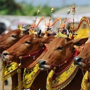 5 Tradisi Unik Perayaan Iduladha di Indonesia, Penuh Sejarah dan Makna!