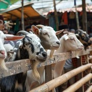Gen Z Wajib Tahu, Ini 7 Trik Pilih Hewan Kurban Terbaik Buat Iduladha