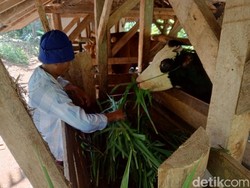 Menengok Cara Warga Kampung Sapi Bikin Ternak Gemuk dan Sehat