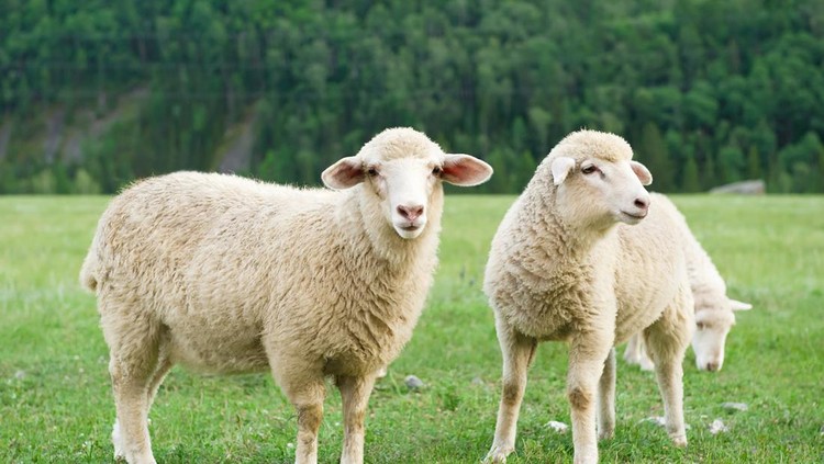 Three sheep grazing in a meadow in the mountains