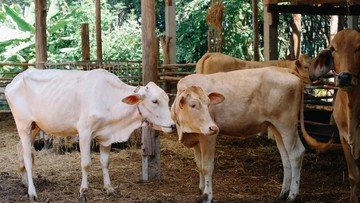 Harga Sapi dan Kambing Kurban 2025 Lengkap dengan Cara Memilih