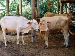 Harga Sapi Kurban 2025, Catat Juga Ketentuannya Menurut Syariat