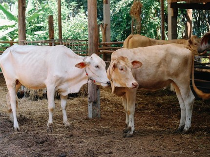 Harga Sapi dan Kambing Kurban 2025 Lengkap dengan Cara Memilih