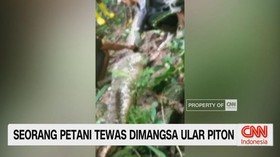VIDEO: Tragis, Seorang Petani Tewas Dimangsa Ular Piton