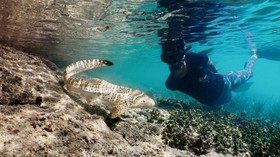 FOTO: Gemasnya Bayi-bayi Hiu Zebra Langka di Raja Ampat