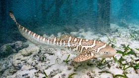 Ahli Kaget Ada Hiu di Laut Antartika, Duga Perubahan Iklim Buruk