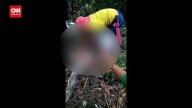 VIDEO: Petani di Sidrap Tewas Dimangsa Ular Piton 7 Meter