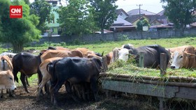 VIDEO: Jelang Idul Adha, Pedagang Hewan Kurban Musiman Banjiri Medan