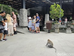 Turis Australia Ngaku Digigit Monyet, Monkey Forest Buka Suara