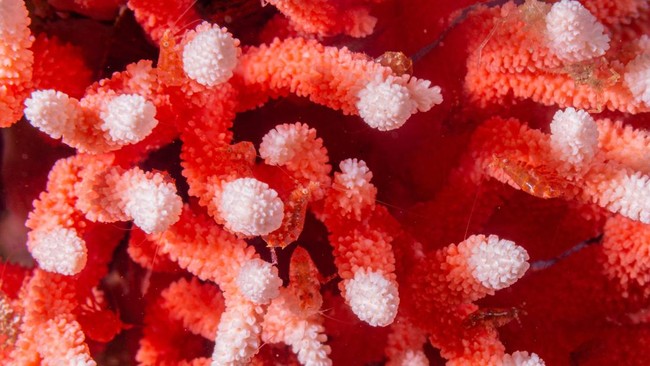 FOTO: Penampakan Terumbu Karang Merah Langka di Laut Chile