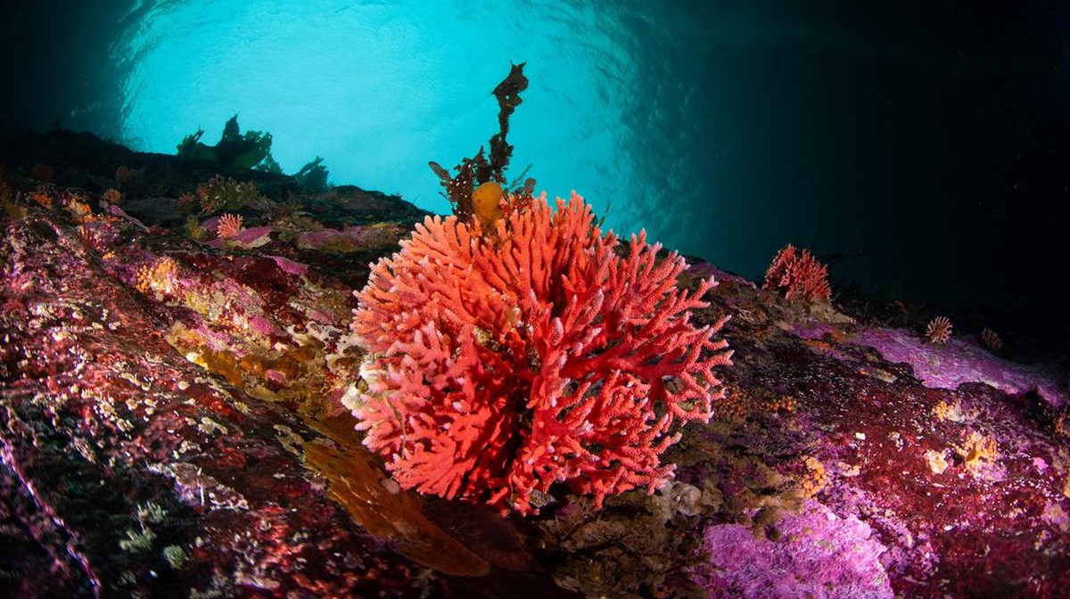 FOTO: Penampakan Terumbu Karang Merah Langka di Laut Chile