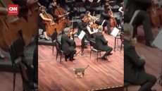 VIDEO: Momen Kocak Kucing 'Nimbrung' Pertunjukan Orkestra di Turki