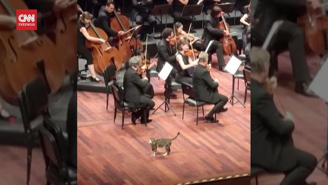 Momen Kocak Kucing ‘Nimbrung’ Pertunjukan Orkestra di Turki