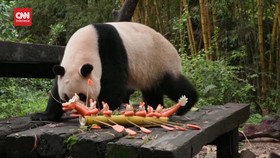 VIDEO: Lahapnya Panda saat Mukbang 'Perahu Naga'