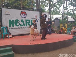 Unik! Ada Pilkada Domba di Majalengka
