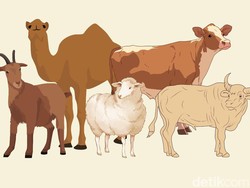 Ketahui Syarat dan Ketentuan Umur Hewan Kurban yang Sah