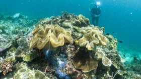 FOTO: Melindungi Terumbu Karang Raja Ampat dari Gempuran Jangkar Kapal