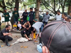 Jelang Idul Adha, Ratusan Juru Jagal Klaten Ikuti Praktik Sembelih Sapi