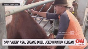 VIDEO: Sapi Milik Peternak Subang Kembali Dipilih Jokowi