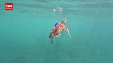 VIDEO: Dua Penyu Sirip Diamputasi Kembali Berenang di Laut Lepas