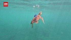 VIDEO: Dua Penyu Sirip Diamputasi Kembali Berenang di Laut Lepas