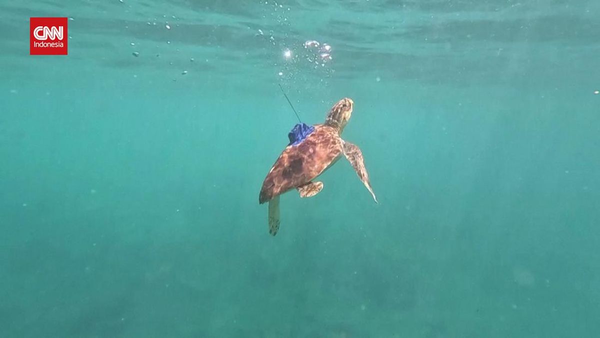 VIDEO: Dua Penyu Sirip Diamputasi Kembali Berenang di Laut Lepas