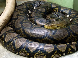 Fakta Ilmiah Soal Ular Piton yang Makan Manusia di Sulawesi