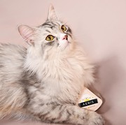 Makin Semangat Dandan dengan Makeup Puff Aeris x Kelly's Co, Intip Koleksi Imutnya!