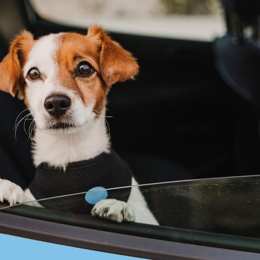 Viral Video Anjing Dikuliti Hidup-hidup, Polisi: Tidak Ada Kejadian Itu