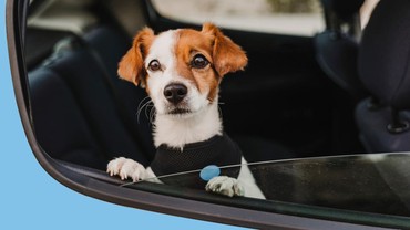 img-title Viral Video Anjing Dikuliti Hidup-hidup, Polisi: Tidak Ada Kejadian Itu