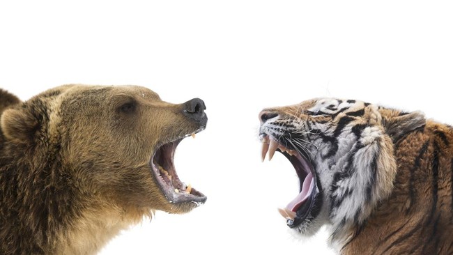 Predator kelas atas, harimau dan beruang, saling berhadapan di India, siapa yang menang?