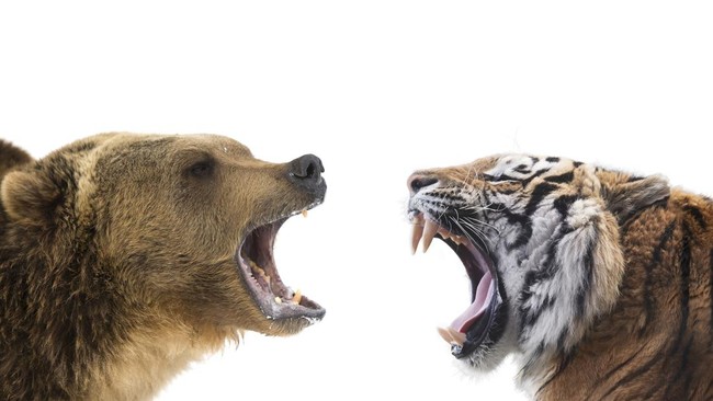 Pertemuan yang Tak Terduga: Beruang dan Harimau Hindari Konflik dalam Pertemuan Spesies