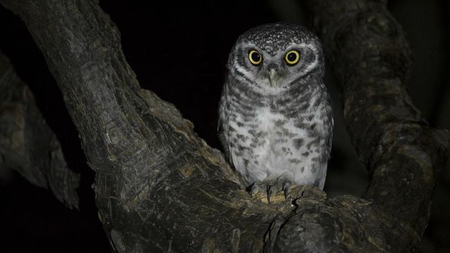 Burung hantu adalah hewan malam yang jarang sekali terlihat di pagi hari. Sebenarnya kenapa burung hantu aktif di malam hari?