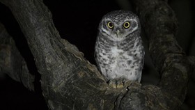 Kenapa Burung Hantu Aktif di Malam Hari? Ini Penjelasannya