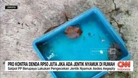VIDEO: Pro Kontra Denda Rp50 Juta Jika Ada Jentik Nyamuk di Rumah