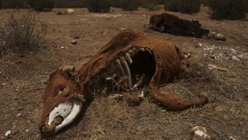 FOTO: Derita Sapi Hingga Ikan saat Kekeringan Horor Landa Meksiko