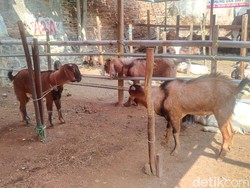 6 Keutamaan Berkurban, Ada Pahala di Setiap Helai Bulu Hewan Kurban
