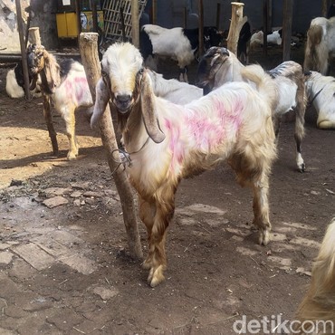 Segini Harga Kambing Kurban 2024 untuk Lebaran Idul Adha