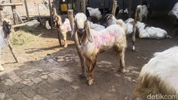 Segini Harga Kambing Kurban 2024 untuk Lebaran Idul Adha
