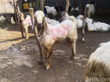 Segini Harga Kambing Kurban 2024 untuk Lebaran Idul Adha