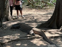 Komodo Baru Menetas Hidup di Pohon, Makan Tokek-Telur Burung