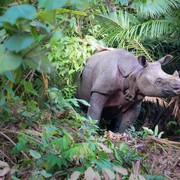 26 Badak Jawa di Taman Nasional Ujung Kulon Tewas Akibat Perburuan Liar