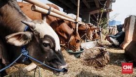 Tata Cara Menyembelih Hewan Qurban: Rukun, Syarat, dan Langkahnya